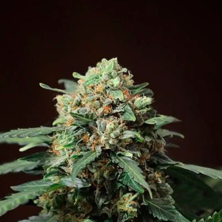 Big Devil Fast Version