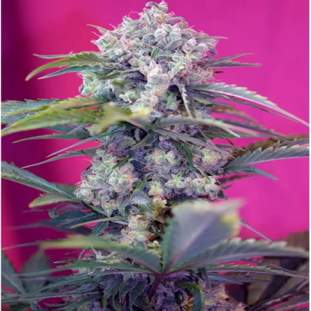 Cream Mandarine Fast Version