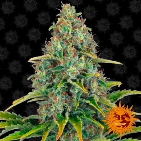 Blueberry Cheese Auto