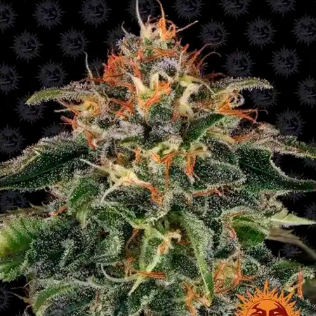 Moby Dick 5 Fem