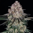 Sour Diesel Auto