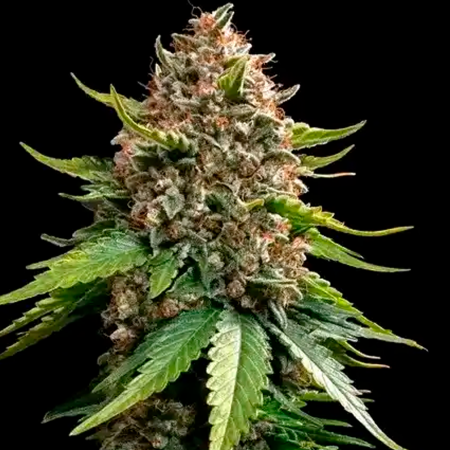 White Widow XXL Auto