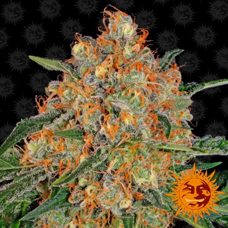Orange Sherbert