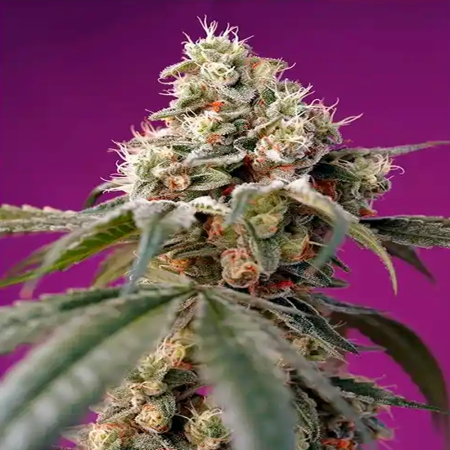 Bruce Banner Auto
