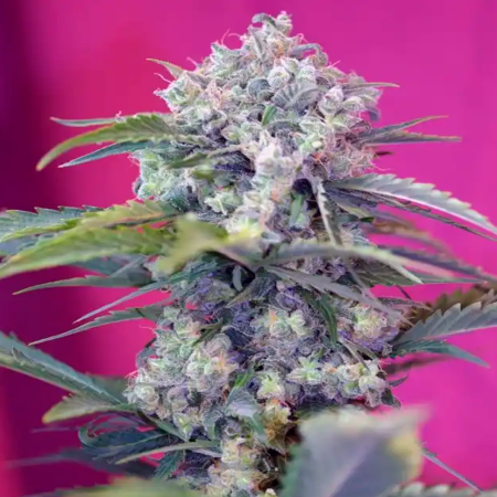 Cream Mandarine Auto