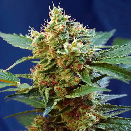 Cream Mandarine XL Auto