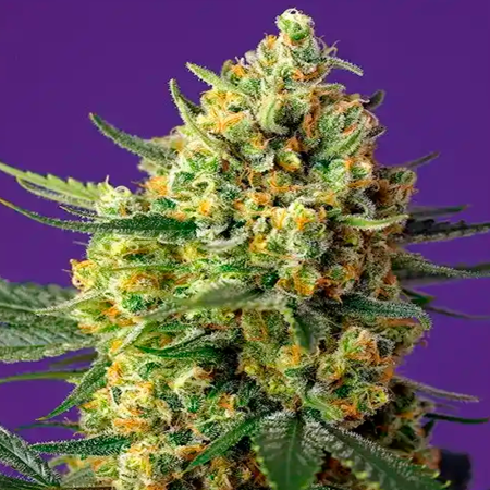 Crystal Candy XL Auto