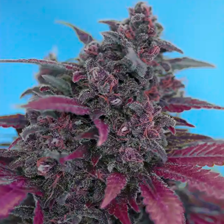 Dark Devil Auto