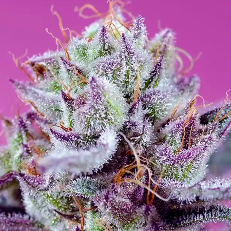 Diablo’s Delight XL Auto®