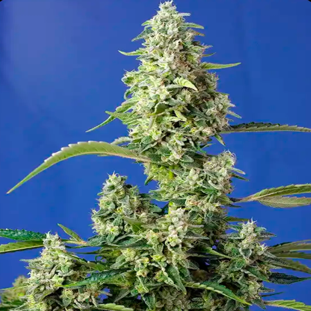 Gorilla Girl XL Auto