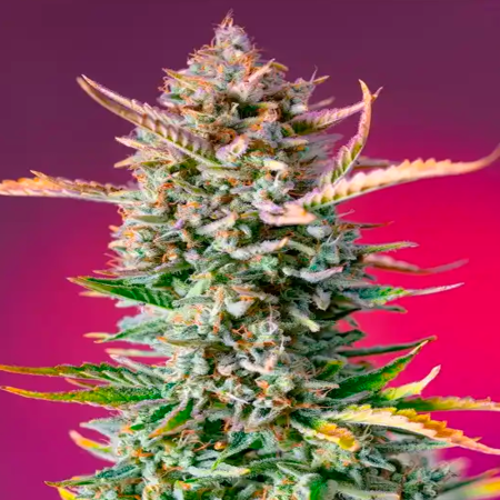 Gorilla Sherbet F1 FV