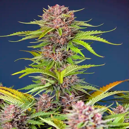 Mimosa Bruce Banner XL Auto