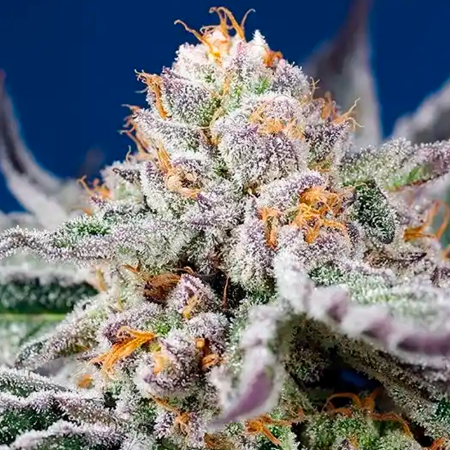 Orange Apricot Glue XL Auto