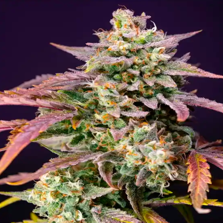 Purple Punch OG XL Auto