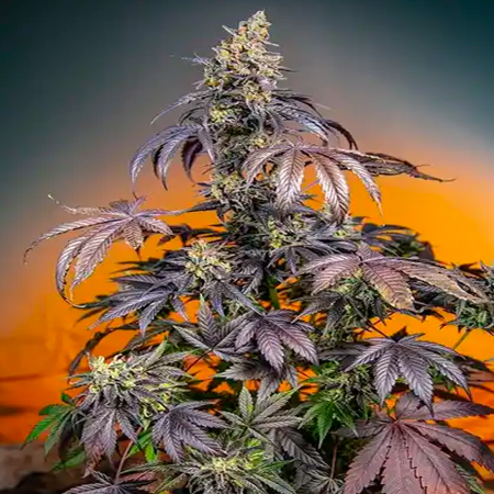 Red Gorilla Girl XL Auto