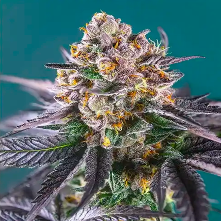 Red Strawberry Banana Auto