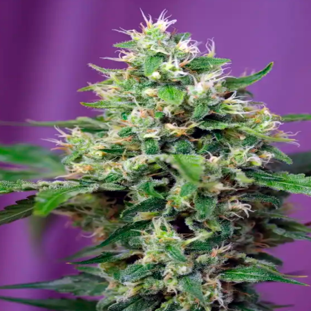 Sweet Amnesia Haze XL Auto