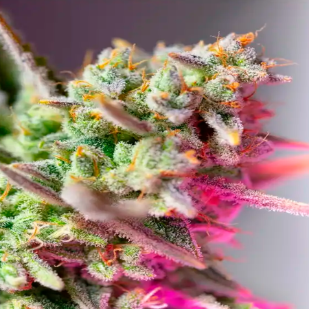 Sweet Mimosa XL Auto