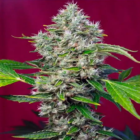 San Fernando Lemon Kush