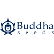 Buddha Purple Kush