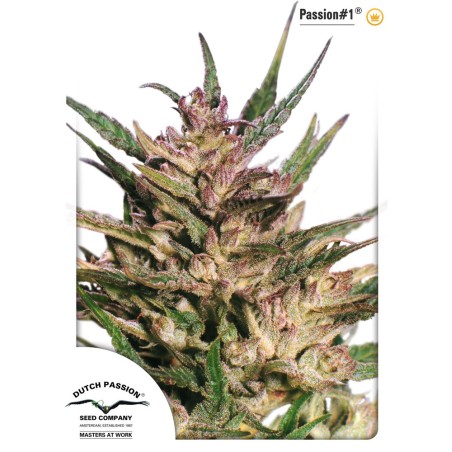 Passion No-1