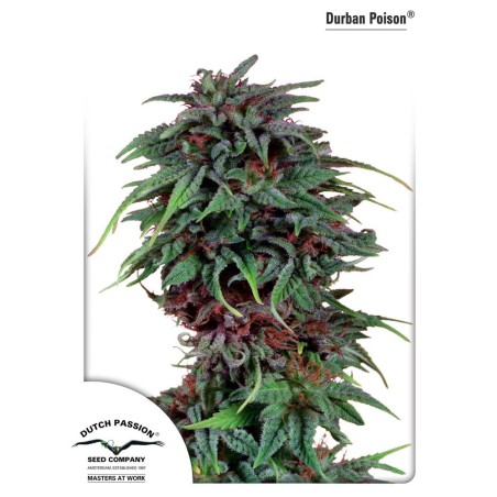 Durban Poison