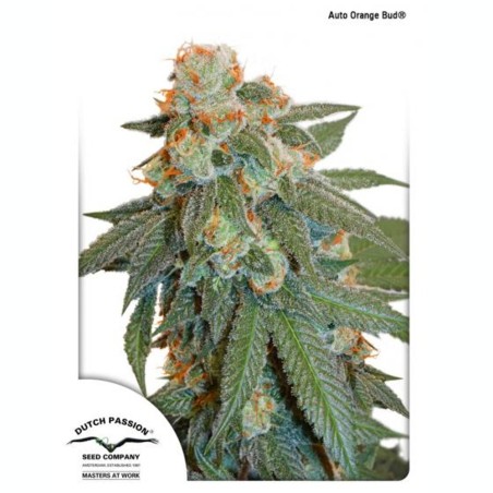 Orange Bud Auto