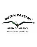 Dutch Passion Semillas de Cannabis | Calidad y Variedades Clásicas | MundoKanna
