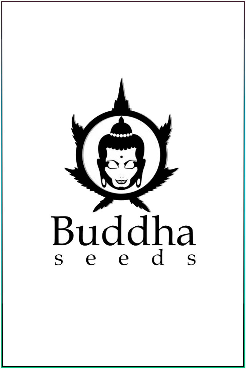 Buddha Seeds